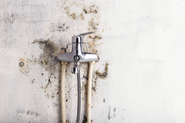Professional Mold Removal in Marion, WI