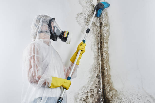Best Black Mold Removal  in Marion, WI