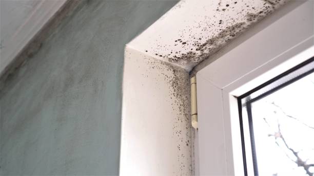 Best Same-Day Mold Removal  in Marion, WI