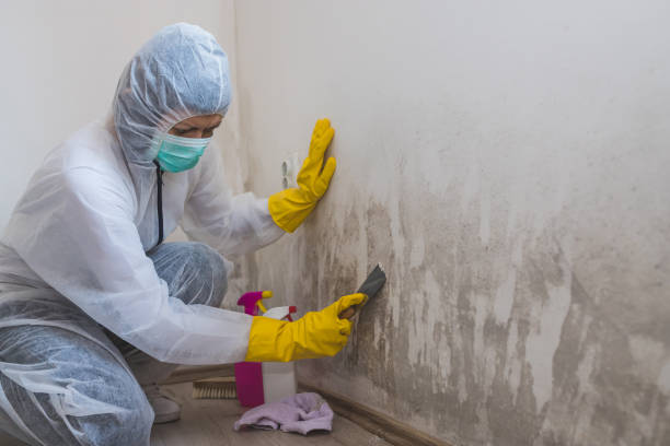 Best Best Mold Removal Companies  in Marion, WI
