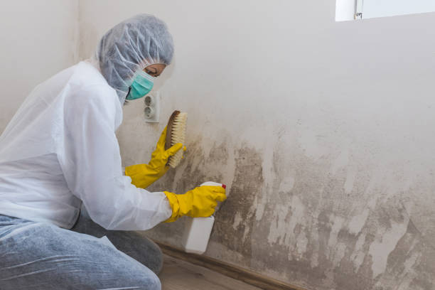 Best Affordable Mold Removal  in Marion, WI