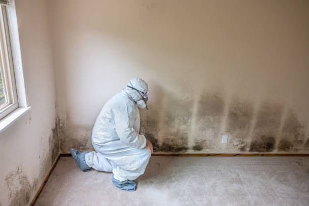 Best Commercial Mold Removal  in Marion, WI