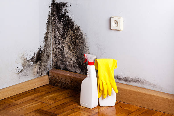 Best Fast Mold Removal  in Marion, WI