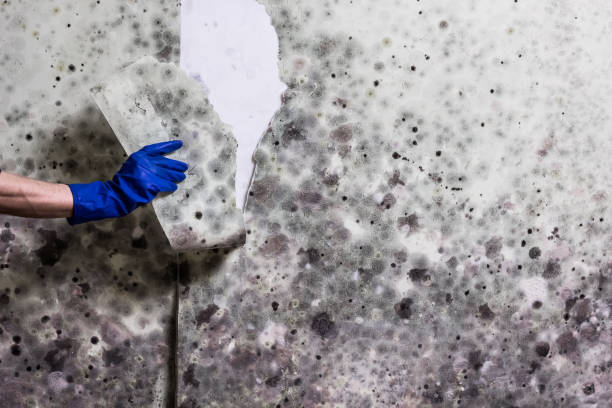Best Mold Remediation  in Marion, WI