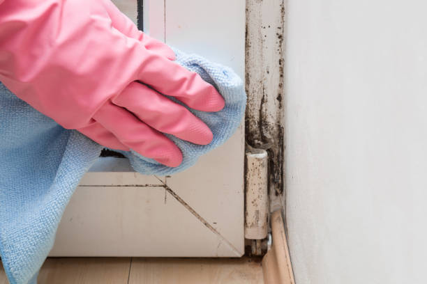 Best Professional Mold Removal  in Marion, WI