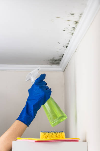 Best Attic Mold Removal  in Marion, WI